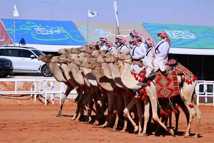 How King Abdulaziz Camel Festival is attracting visitors to Riyadh